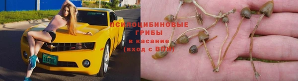сатива Алзамай